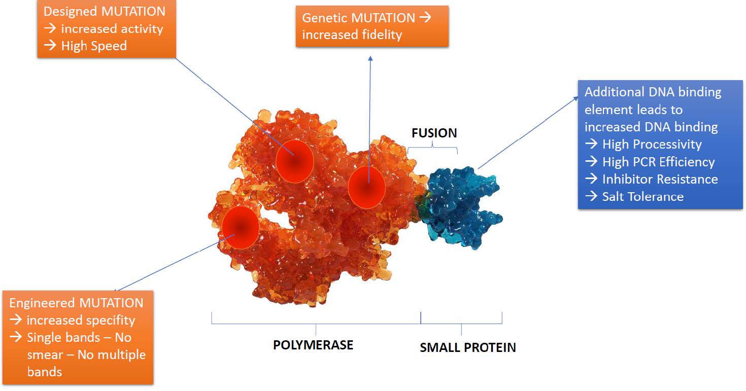 The Quest for an Ultra-Fidelity Polymerase: Tackling the Challenges of Complex Samples and Extreme Specificity in Molecular Research