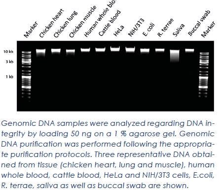 Nuclefy Genomic DNA Purification Kit - 150 preps - TRAXSKU16074