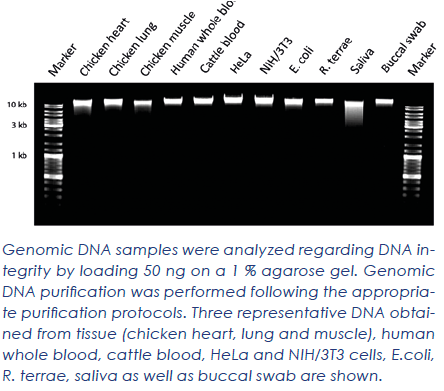 Nuclefy Genomic DNA Purification Kit - 150 preps